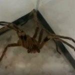Remédio a partir de veneno de aranha pode curar impotência