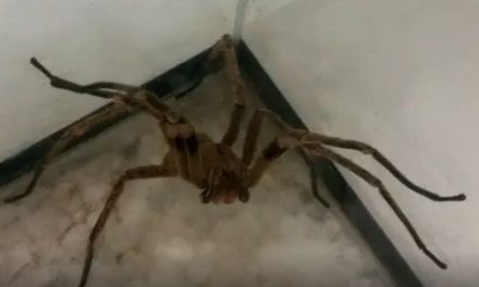 Remédio a partir de veneno de aranha pode curar impotência