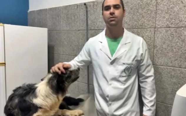 Imagens registram momento em que cachorra é atropelada por motorista que não prestou socorro em Minas
