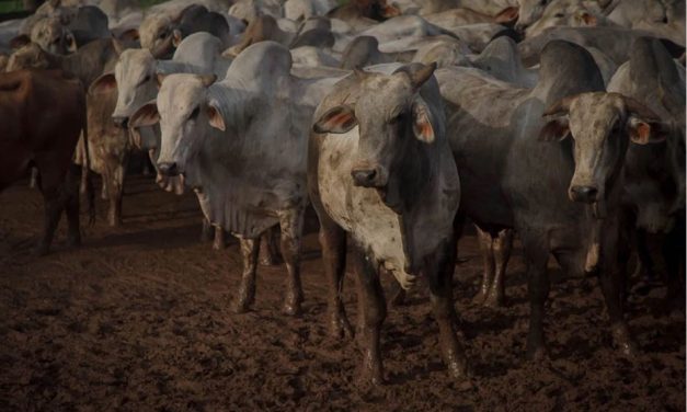 Carne é responsável por 57% dos gases estufa emitidos pelo Brasil