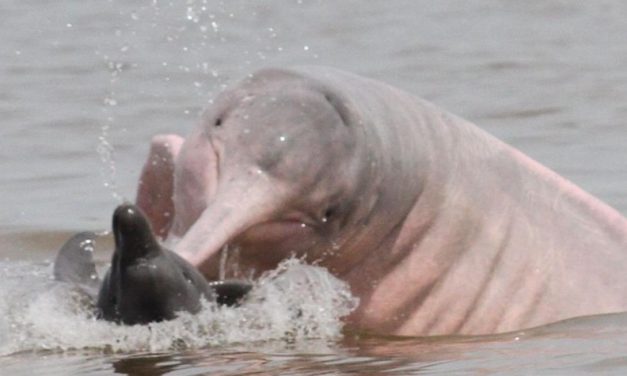 Ibama envia veterinários para atender botos no Amazonas