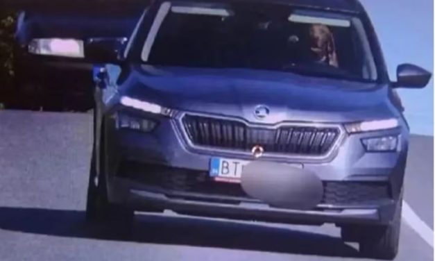Cão é flagrado dirigindo carro em alta velocidade em rodovia; entenda