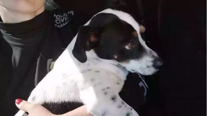 Cachorro ‘processa’ ex-tutor por maus-tratos