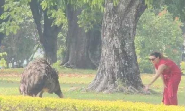 Filhotes de ema nascem no Palácio da Alvorada e Janja alimenta animais