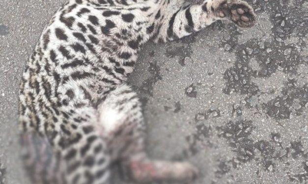 Filhote de jaguatirica ferido após atropelamento é resgatado em Carmo do Cajuru