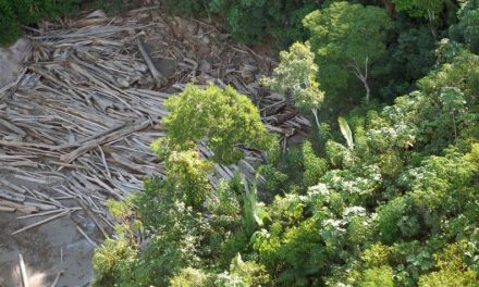 Brasil perde 15% de florestas naturais em quase 40 anos, aponta pesquisa