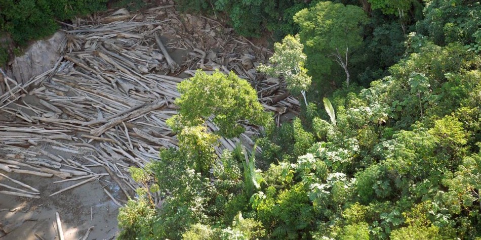 Brasil perde 15% de florestas naturais em quase 40 anos, aponta pesquisa