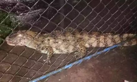 Jacaré é capturado em estacionamento de posto no interior de Minas