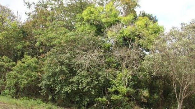 Nova espécie de árvore ameaçada de extinção é encontrada em Ouro Preto