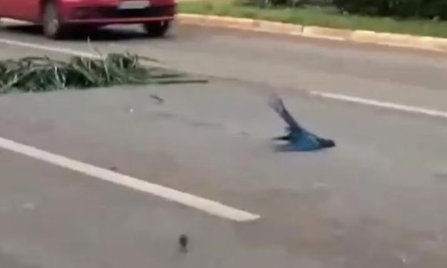 Araras são arremessadas de árvore durante temporal e atropeladas por carros