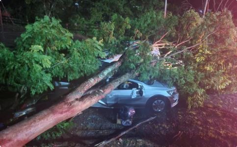 Chuva derruba árvores em carros e fiação elétrica, deixa motorista ferido e causa alagamentos no Sul de Minas