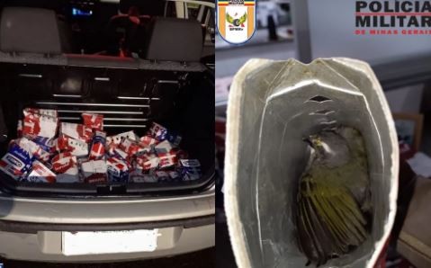 Polícia Militar Rodoviária resgata aves silvestres dentro de caixas em porta-malas de carro na MGC-491