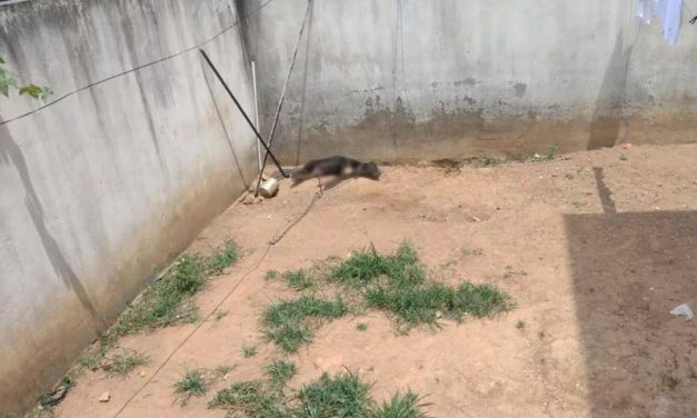 Cadela morre após passar duas horas exposta ao sol em MG