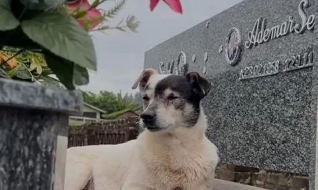 Cachorro emociona web ao visitar túmulo do tutor todos os dias há 3 anos