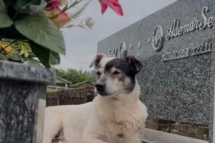 Cachorro emociona web ao visitar túmulo do tutor todos os dias há 3 anos