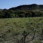 Desmatamento do Cerrado cresce e atinge 11 mil km² no Brasil; em Minas houve redução