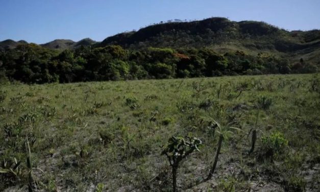 Desmatamento do Cerrado cresce e atinge 11 mil km² no Brasil; em Minas houve redução