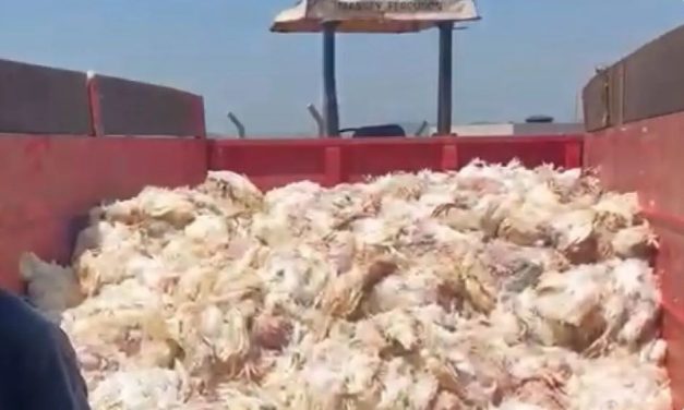Onda de calor mata mais de 5 mil frangos em criadouro de Minas Gerais