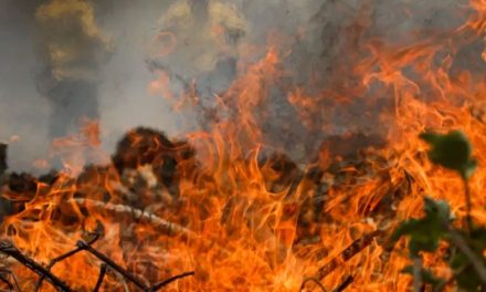 Incêndio no Pantanal tem cenário de animais em fuga e muita ventania