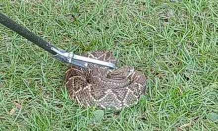 Jararaca é capturada na Praia Popular de Formiga