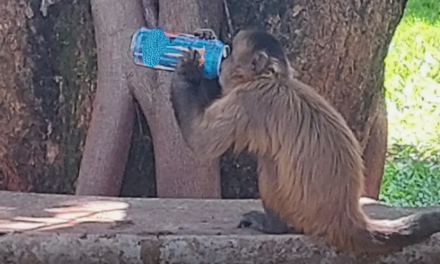 Macaco toma energético em faculdade de Goiás e viraliza nas redes sociais