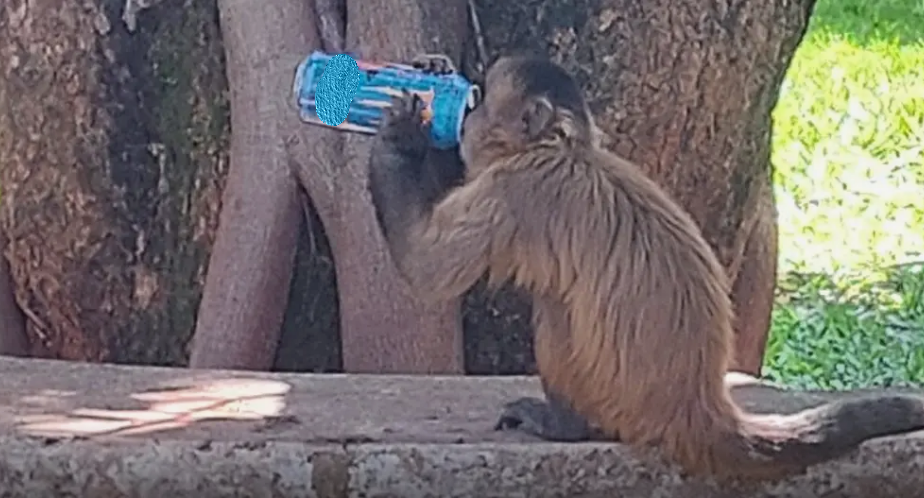 Macaco toma energético em faculdade de Goiás e viraliza nas redes sociais