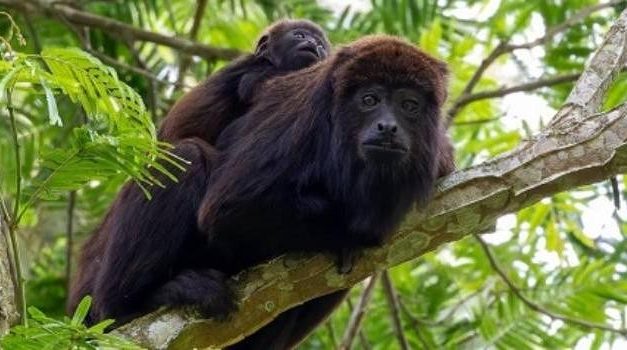 Macacos ameaçados de extinção voltam a ser vistos após seis anos em parque do Sul de Minas