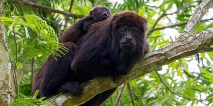 Macacos ameaçados de extinção voltam a ser vistos após seis anos em parque do Sul de Minas