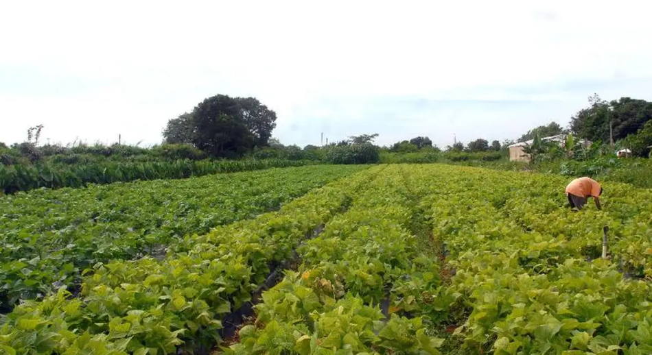 Produção agrícola quilombola ganha selo de certificação de origem