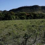 Desmatamento do Cerrado cresce 3% em um ano; área atinge 11 mil km²