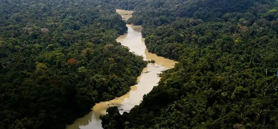 Governo cria plano de ação para desenvolvimento florestal