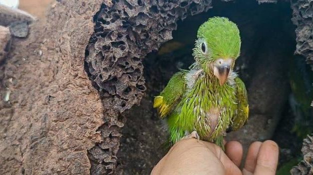 Projeto ‘resgata’ animais e preserva a biodiversidade em obras em estradas de Minas