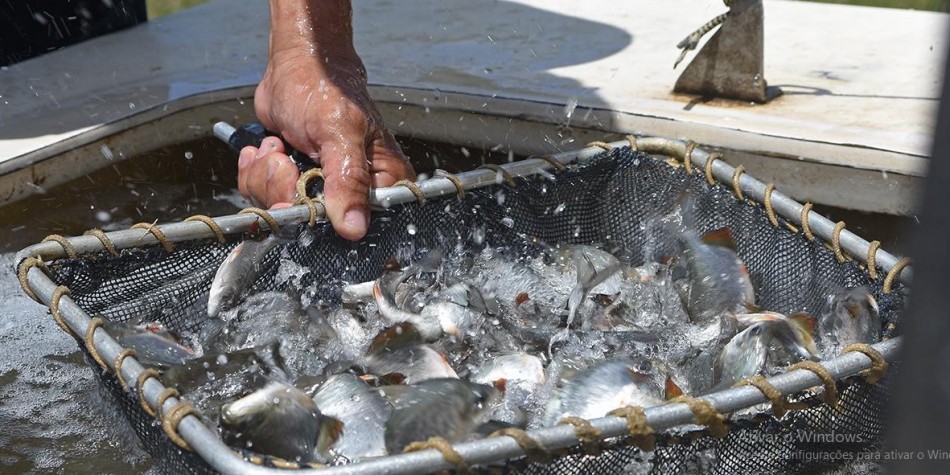 Período de defeso da Piracema começa nesta sexta-feira em MG