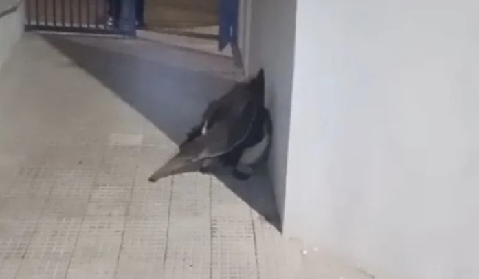 Tamanduá é flagrado em estação de tratamento em Divinópolis