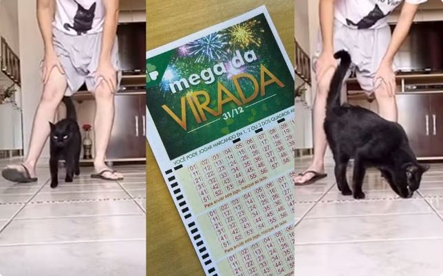 ‘Gato vidente’, conhecido por cravar resultados de futebol, prevê números da Mega da Virada; saiba quais são