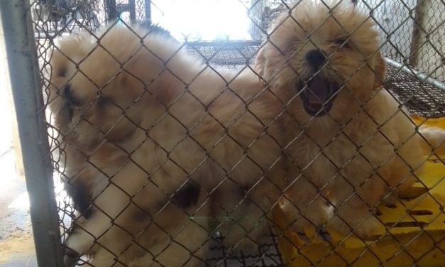 Prática de maus-tratos contra animais é registrada em Formiga