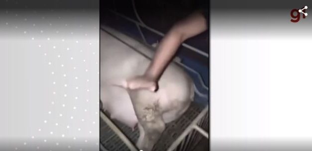 UFLA apura denúncia contra estudantes acusados de maus-tratos a porcos em confraternização em MG; VÍDEO