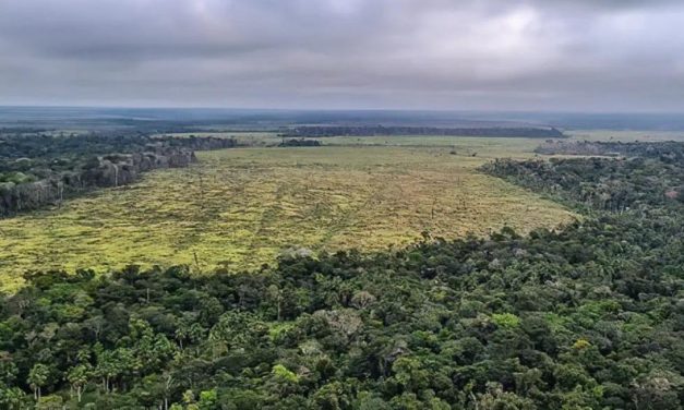 Mesmo com redução, desmatamento ainda ameaça Mata Atlântica