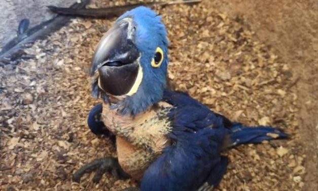 Terceira arara-azul-grande nasce em zoológico de Minas