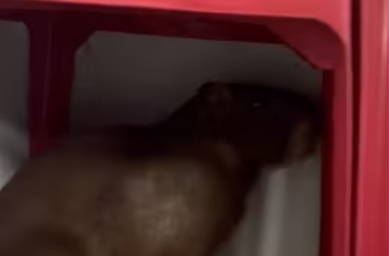 Capivara se assusta em rua de Itaúna e corre para a mesa de bar