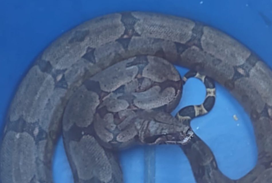 Cobra é capturada pelos bombeiros em uma empresa de Carmo do Cajuru