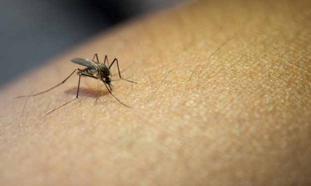 Dengue: Américas podem registrar pior surto da história, alerta Opas