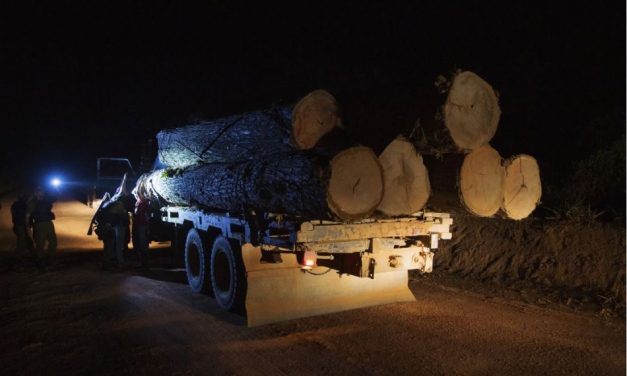 Exploração ilegal de madeira na Amazônia afetou área do tamanho de Belém entre 2021 e 2022