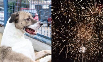 Fogos de artifício: saiba como proteger os pets durante o réveillon