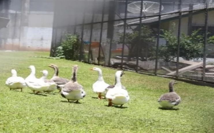 Prisão de Santa Catarina inova ao usar gansos no lugar de cães