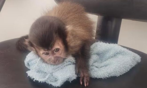 Homem é preso suspeito de comprar macaco em carrinho de bebê
