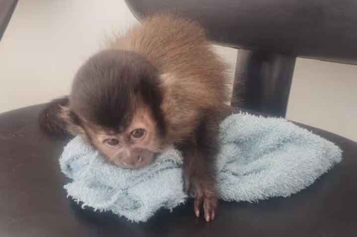 Homem é preso suspeito de comprar macaco em carrinho de bebê