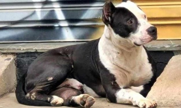 Prefeitura apura morte de pitbull sacrificado por falta de espaço em canil