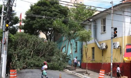 Homem morre após ser atingido por queda de árvore durante temporal