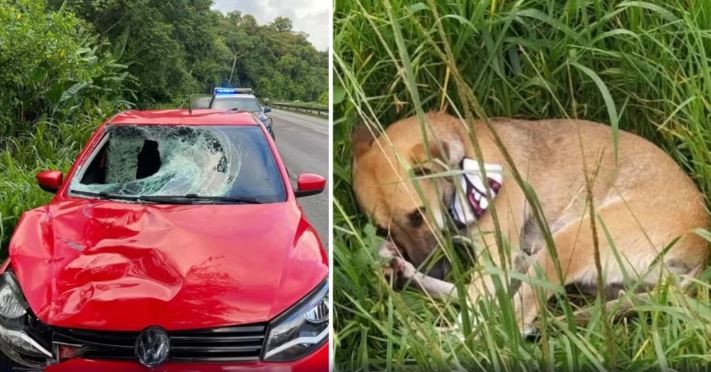 Cachorro fica ao lado do dono que morreu atropelado na BR-277